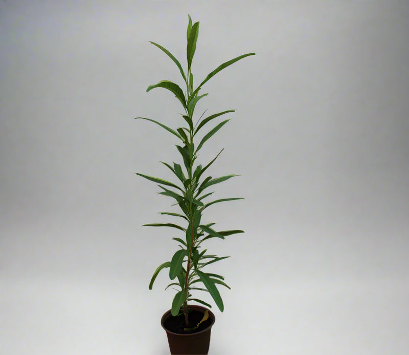 Dodonaea viscosa image 2