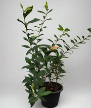 Ixora coccinea "Yellow" 70-80cm image 3