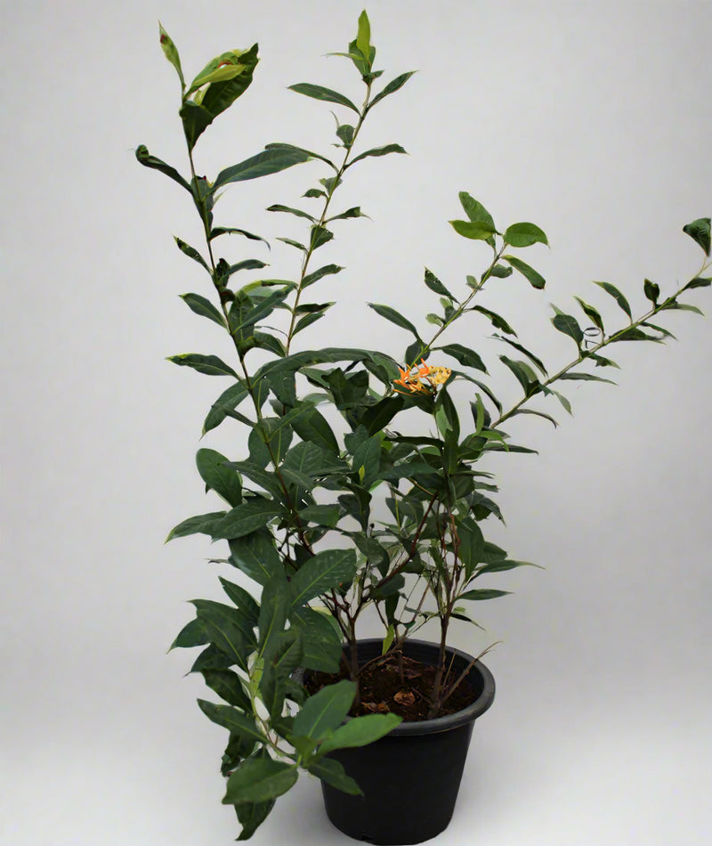 Ixora coccinea "Yellow" 70-80cm image 3