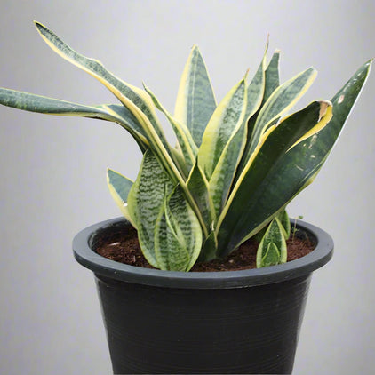 Sansevieria trifasciata image 0
