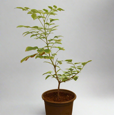 Tecomaria capensis "yellow" image 0