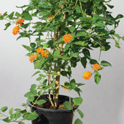 Lantana 'Orange' image 4