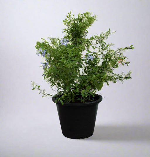 Plumbago 'capensis' image 0