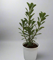 Adenium obesum image 0