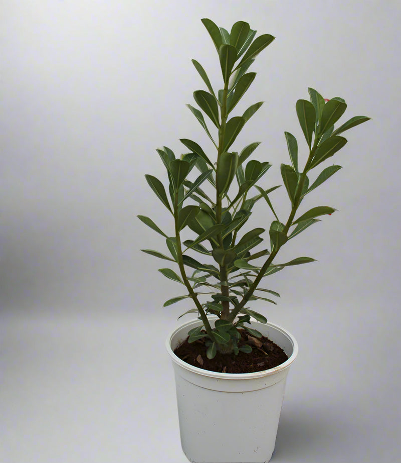 Adenium obesum image 0