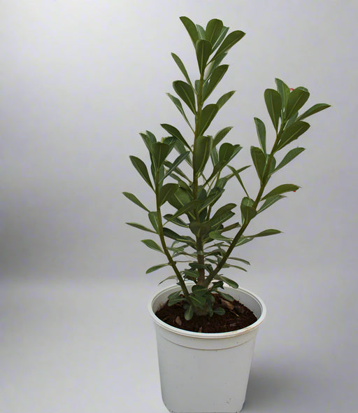 Adenium obesum image 0