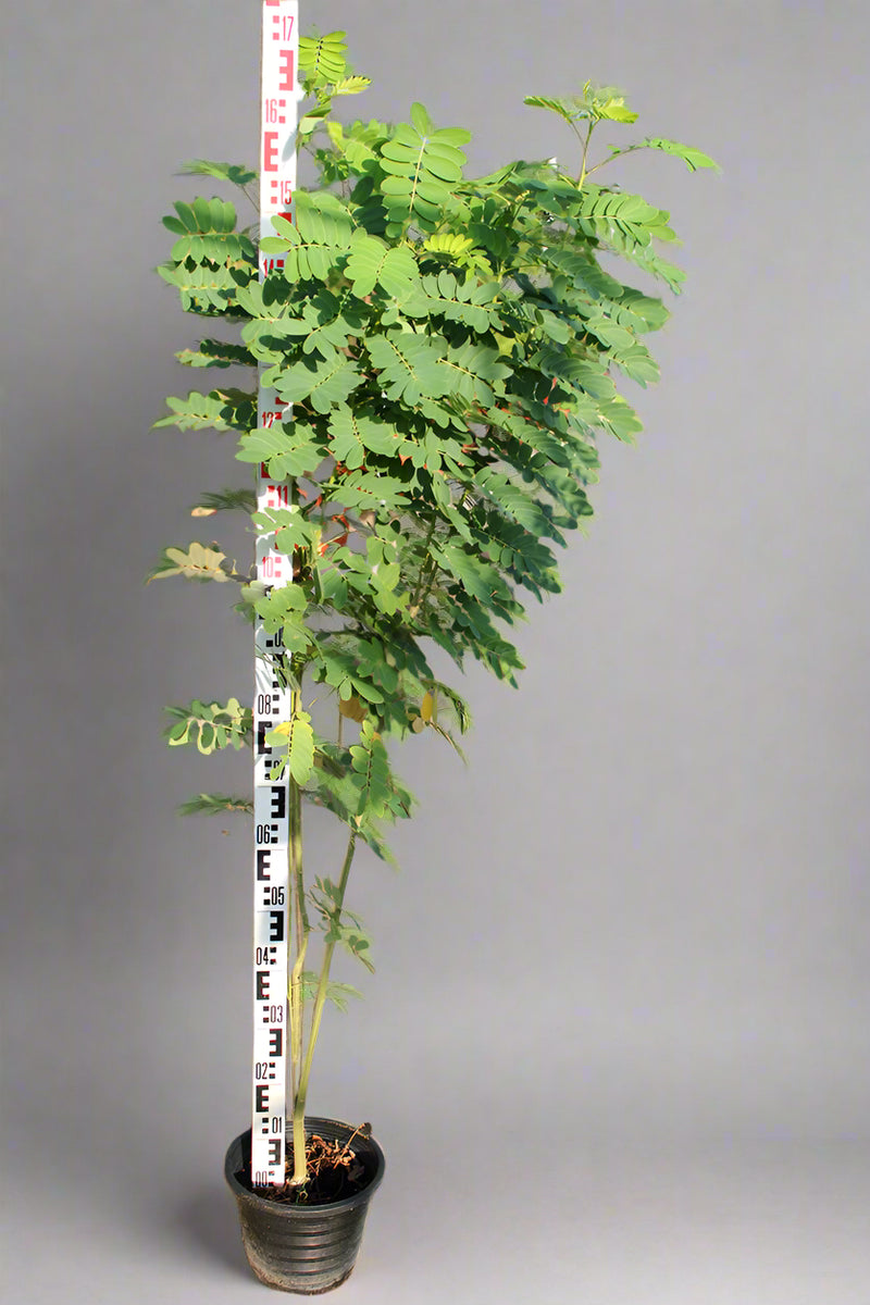 Cassia glauca image 2