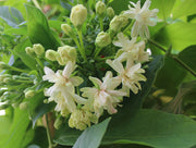 Quisqualis indica image 1