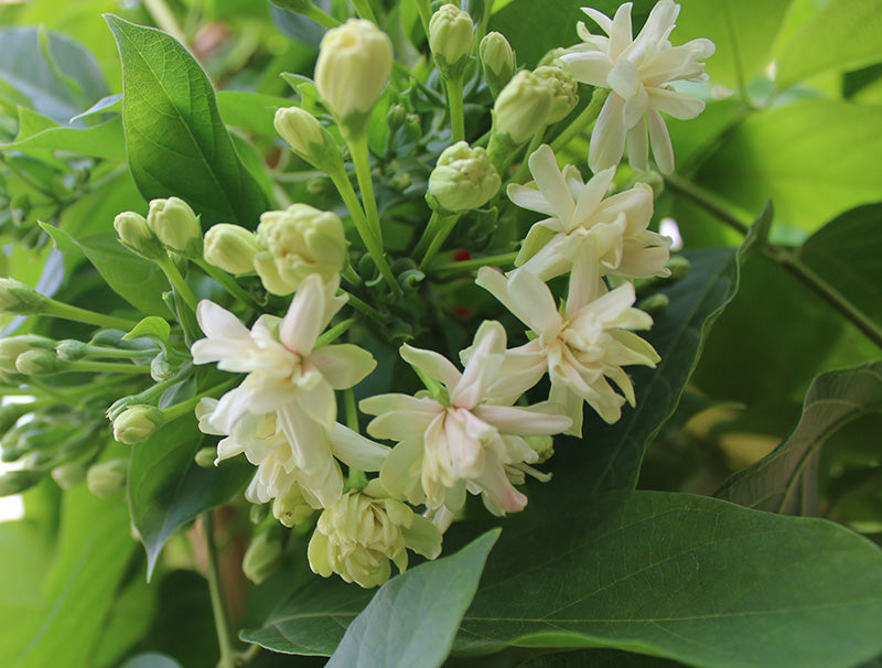 Quisqualis indica image 1