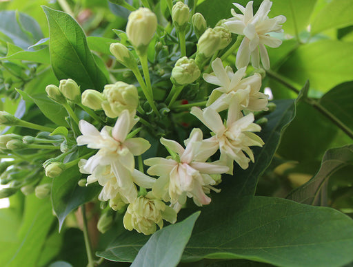 Quisqualis indica image 1