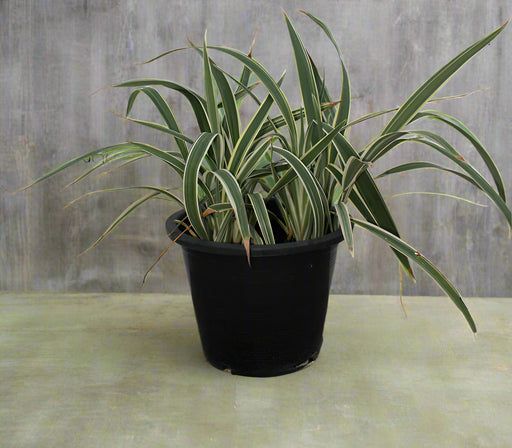 Dianella tasmanica 30-40cm image 0