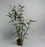 Ruellia ciliosa "Mix" image 2