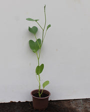 Ipomoea Pes caprae image 0
