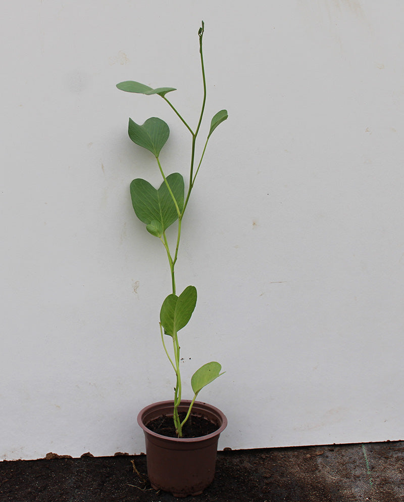 Ipomoea Pes caprae image 0
