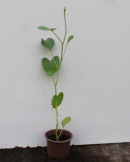 Ipomoea Pes caprae image 0