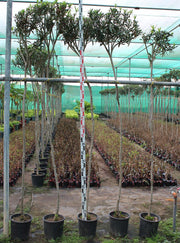 Nerium Oleander image 0
