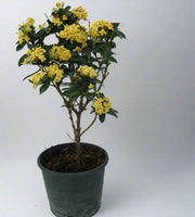 Ixora Chinensis "Yellow" 40-50cm image 0