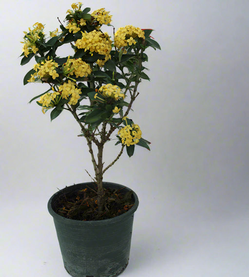 Ixora Chinensis "Yellow" 40-50cm image 0