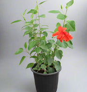 Hibiscus rosa-sinensis image 0