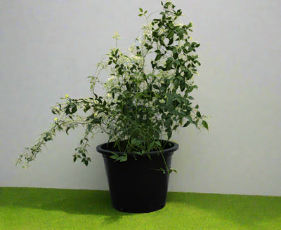 Jasminum grandiflorum image 0