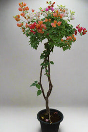 Bougainvillea Umbrella Shape 100cm Ht, 30cm Dia image 0