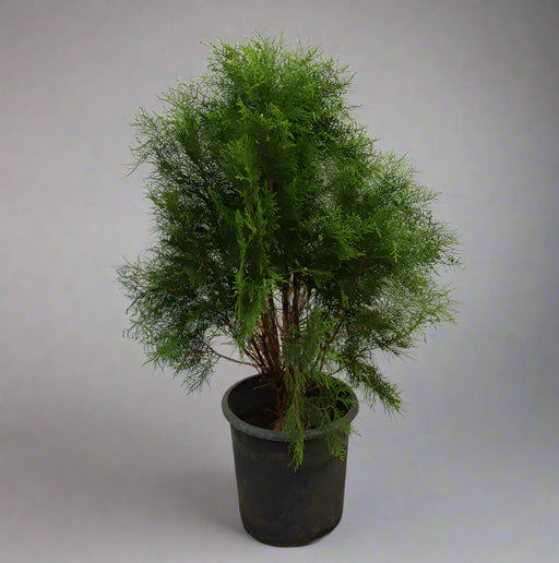 Thuya orientalis 40-50cm image 1
