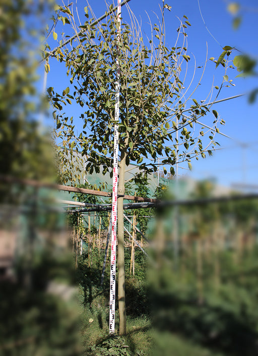 Ficus altissima image 0