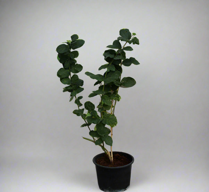 Jasminum Mogra "Full Lebnani" image 1