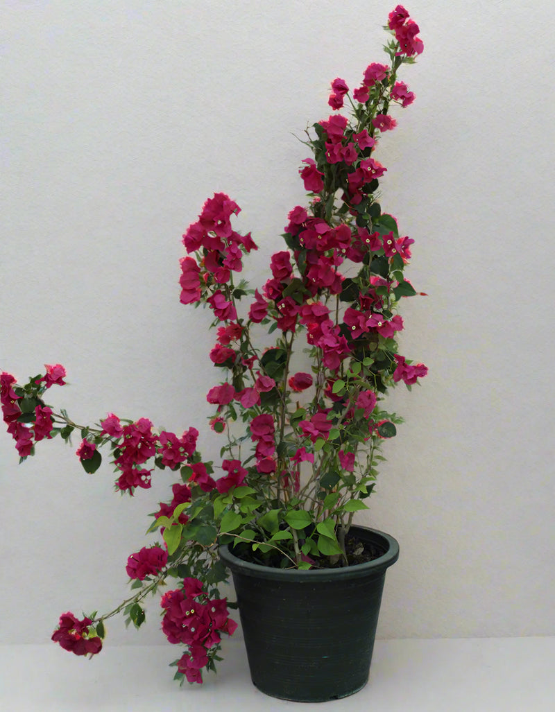 Bougainvillea Spectabilis"Red" image 3