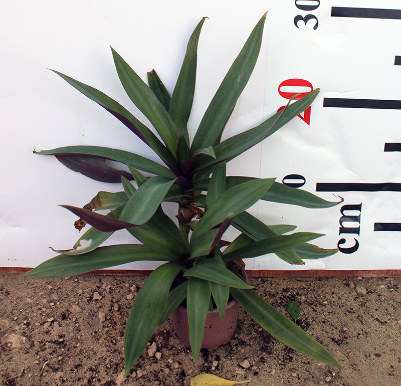 Rhoeo discolor image 0