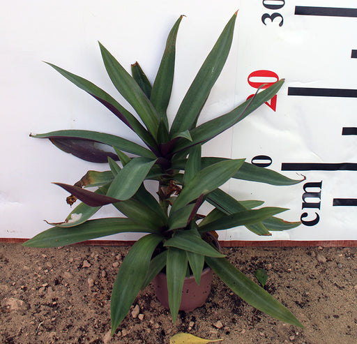 Rhoeo discolor image 0