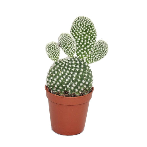 Opuntia mixed