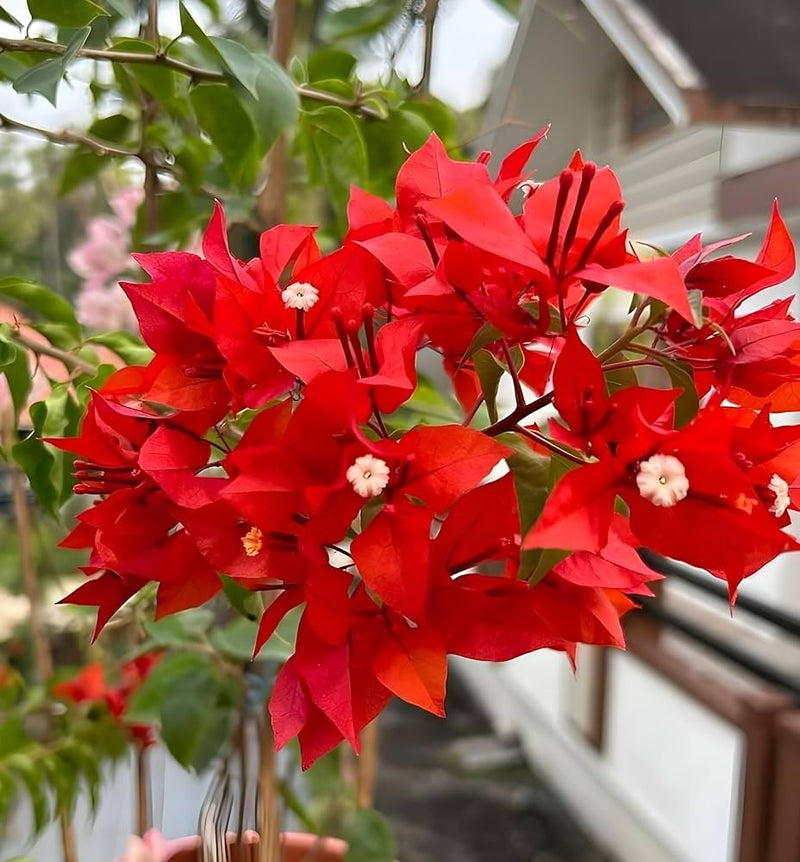 Bougainvillea Spectabilis"Red" 40-50cm Spread 1PP in 15cm Pot