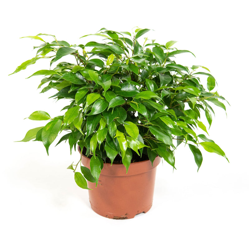 Ficus benja. 'Green Kinky' 12CM POT,30CM HT