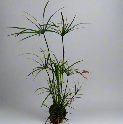 Cyperus alternifolius image 1