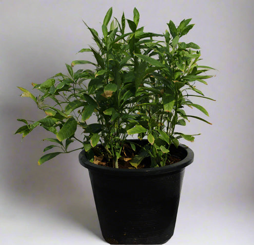 Cestrum nocturnum image 1
