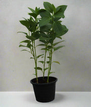 Eranthemum "MIX" image 0