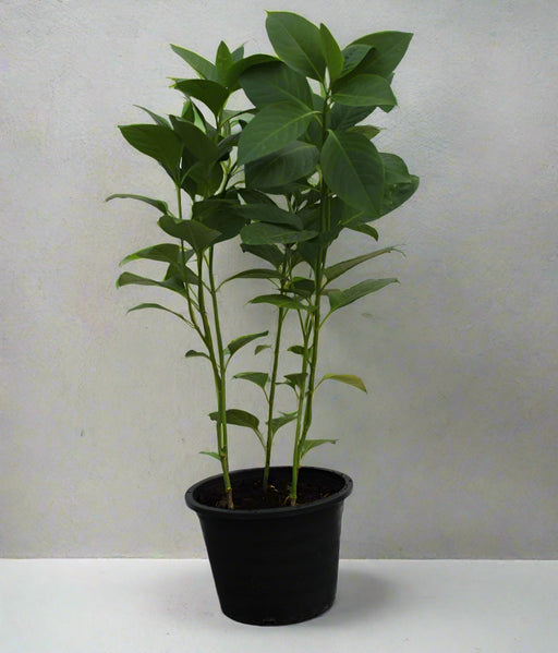 Eranthemum "MIX" image 0