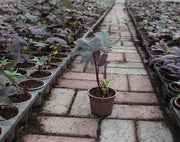 Ipomoea Batata Red image 0