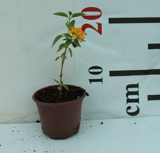 Lantana 'Yellow' image 0
