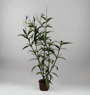 Ruellia ciliosa "purple'' 15-20cm (Copy) image 1
