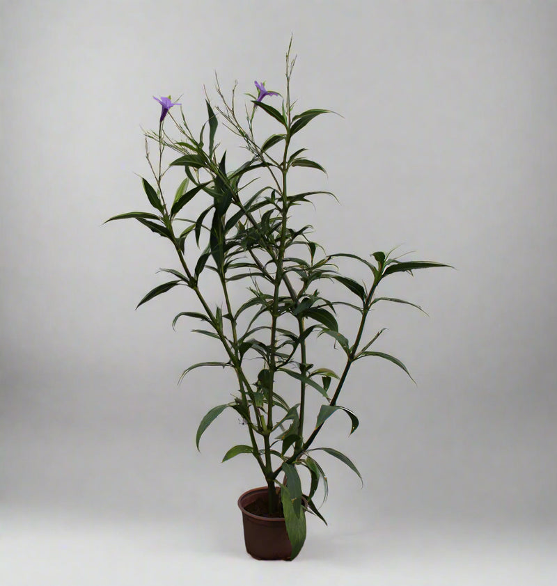Ruellia ciliosa "purple'' 15-20cm (Copy) image 1