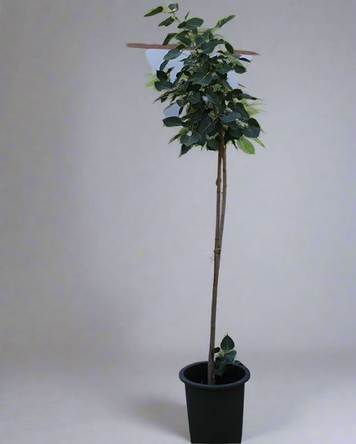 Ficus religiosa image 0