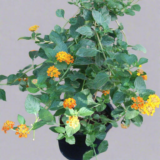 Lantana 'Orange' image 1