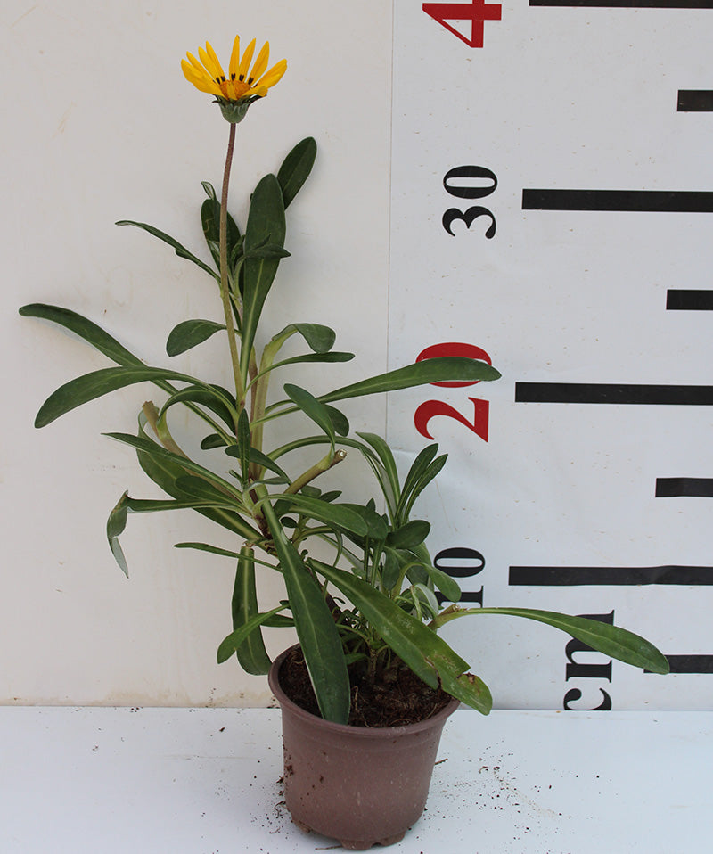 Gazania uniflora image 0