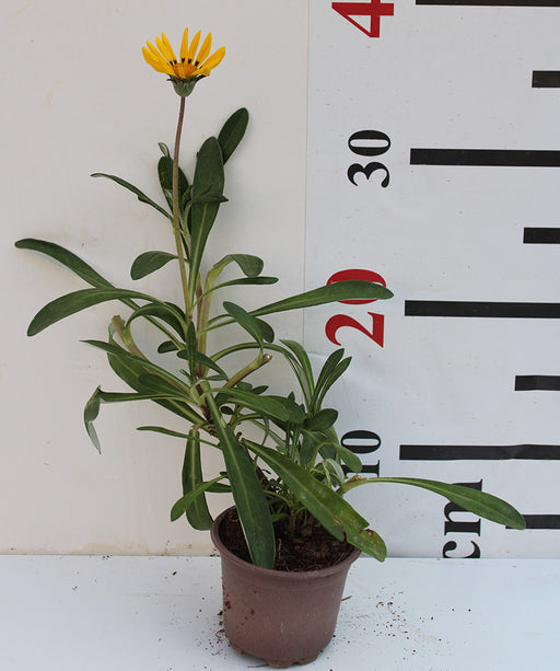 Gazania uniflora image 0