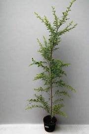 Ehretia microphylla image 1