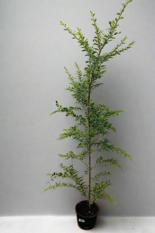 Ehretia microphylla image 1