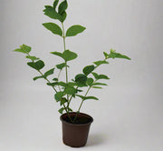 Jasminum sambac " Motia " 30-35cm image 2