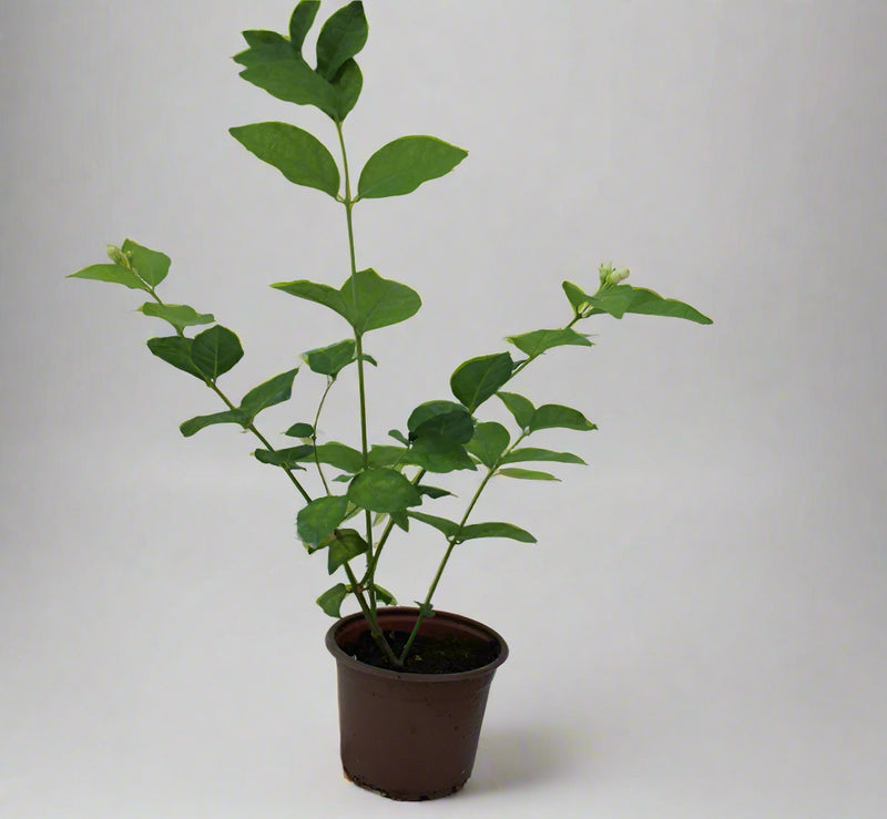Jasminum sambac " Motia " 30-35cm image 2